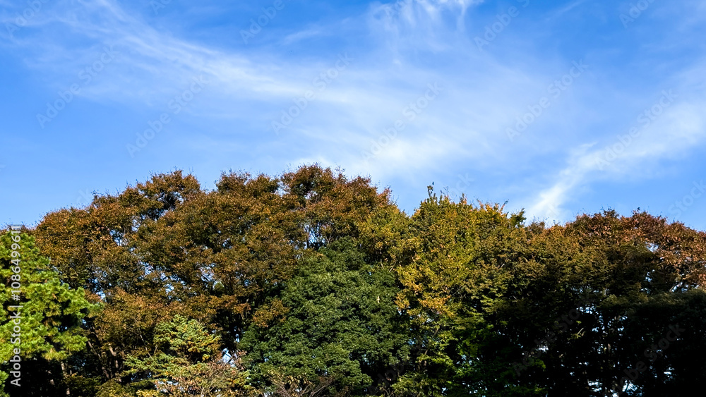 The beautiful views in Tokyo