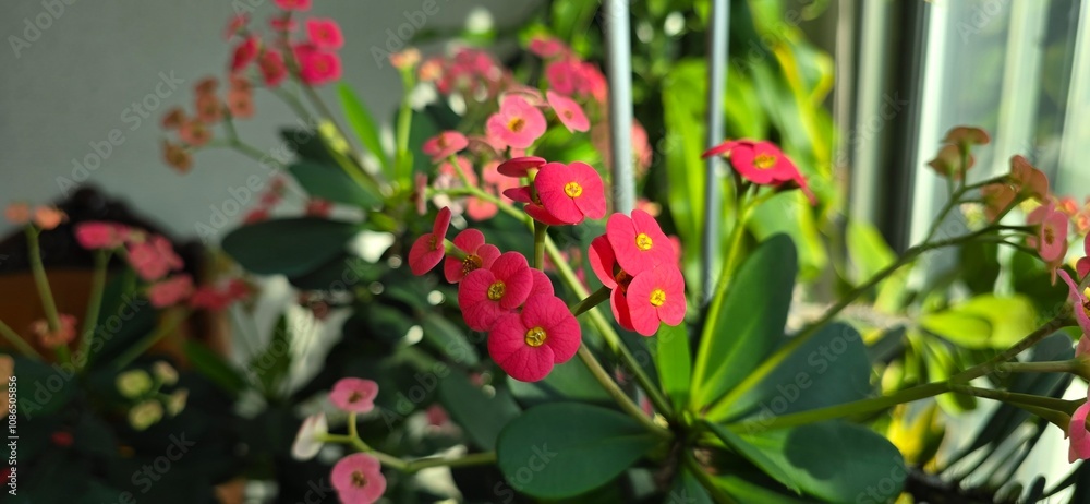 red and yellow flowers red and yellow flowers