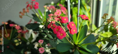 red and yellow flowers