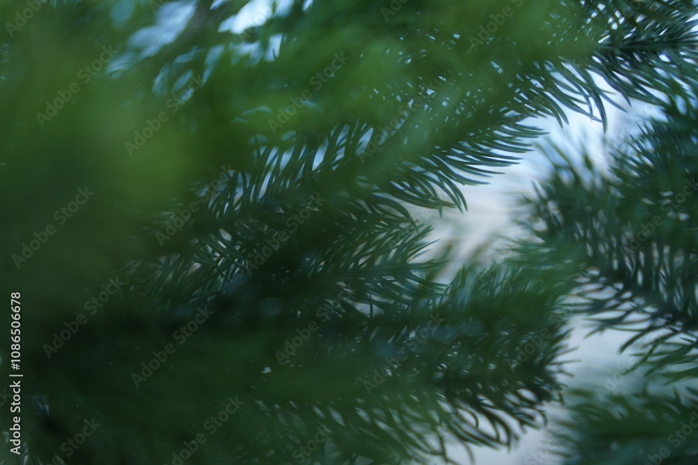 Obraz premium branches of a pine