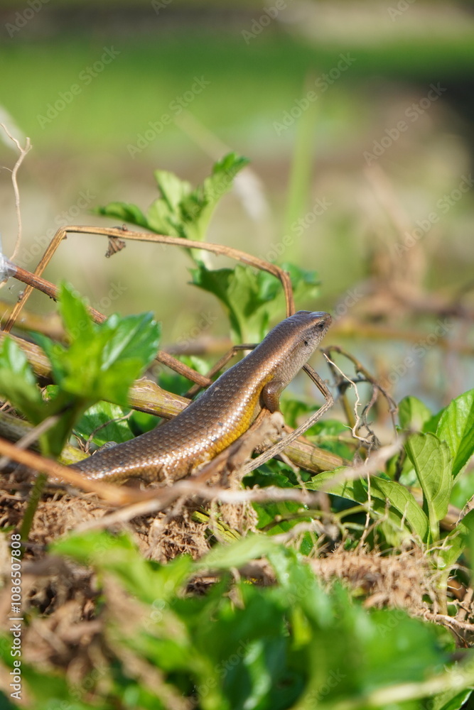 A small, brown lizard with yellow stripes sunning itself on a plant in a field A small, brown lizard with yellow stripes sunning itself on a plant in a field