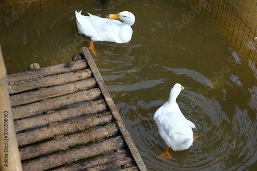 White duck swimming on river in the morning