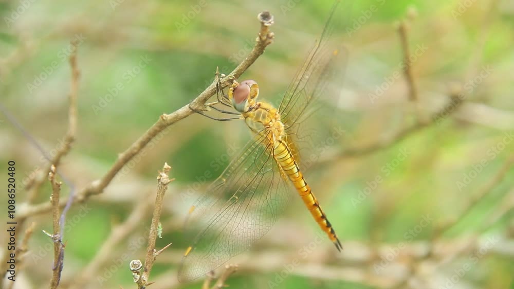 Pantala flavescens dragonfly or ciwet dragonfly, a species of yellow butterfly belonging to the Libellulidae family Pantala flavescens dragonfly or ciwet dragonfly, a species of yellow butterfly belonging to the Libellulidae family