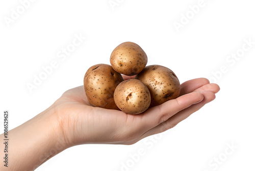 Fresh potatoes held in womans hand, showcasing their earthy texture and color