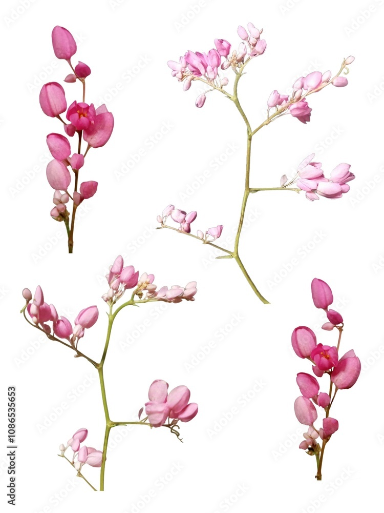 Antigonon leptopus is a species of perennial vine on a white background. Antigonon leptopus is a species of perennial vine on a white background.
