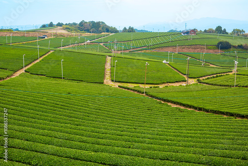 福岡県八女市 八女中央大茶園の美しい緑の風景 photo