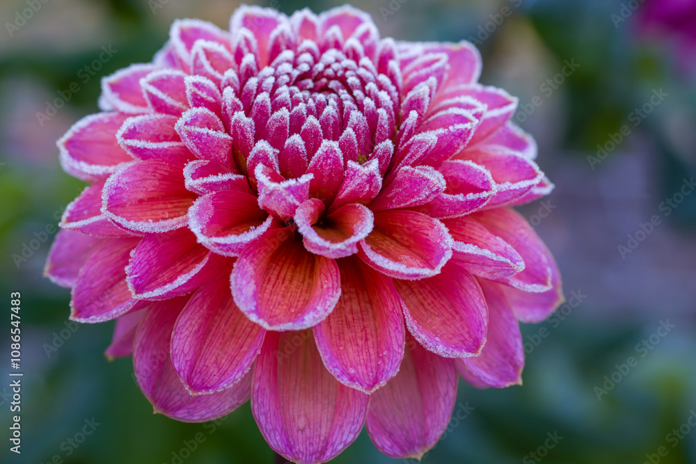 First autumn frost in the garden. Pink dahlia flower covered in ice crystals after first killing frost of the season. Frozen flower close up. First autumn frost in the garden. Pink dahlia flower covered in ice crystals after first killing frost of the season. Frozen flower close up.