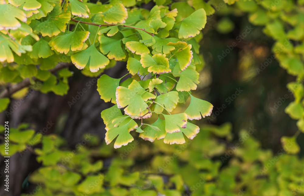 Fototapeta premium The green ginkgo leaves are turning yellow. autumn