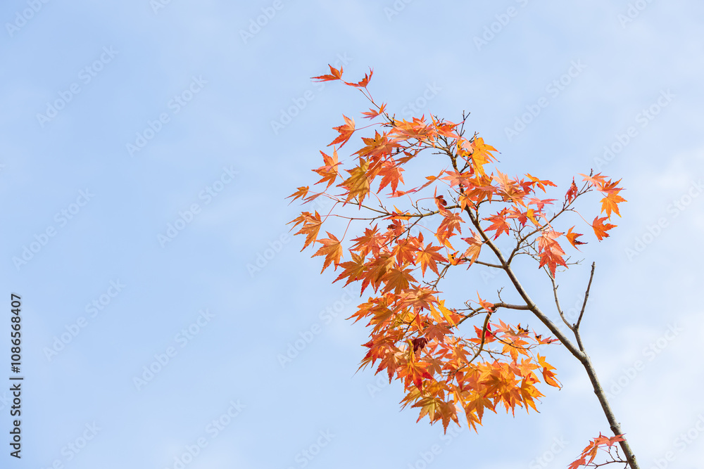Red maple leaves hang forlornly on a tree against a blue sky. Red maple leaves hang forlornly on a tree against a blue sky.