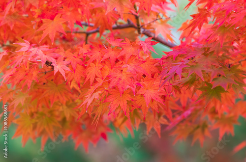 The maple leaves turned bright red. autumn scenery photo