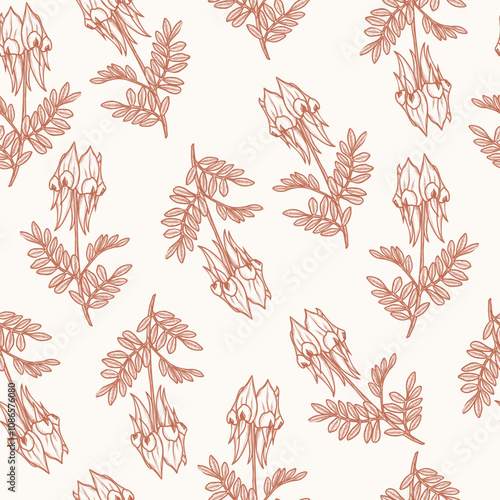 Hand drawn Sturt's desert pea flower illustration. Australian native plant