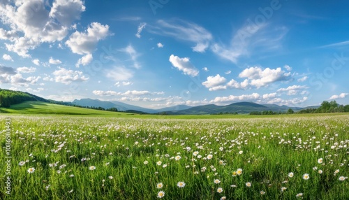 A beautiful summer meadow filled with wildflowers under a bright blue sky in the mountains during daytime