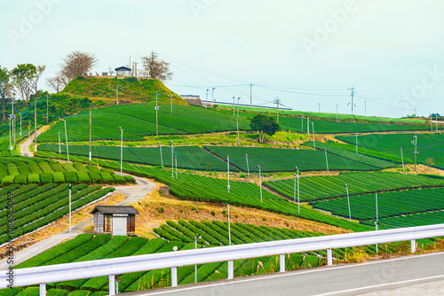 福岡県八女市 八女中央大茶園の美しい緑の風景 photo