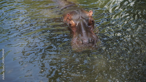 Hippopotamus or Hippopotamus amphibius recording soaking in the water at Gembiroloka Safari Park, Yogyakarta. Indonesia photo