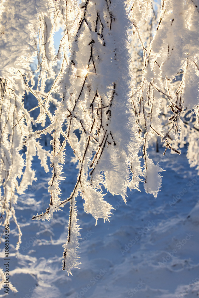 Close up at tree branches with hoarfrost in the winter Close up at tree branches with hoarfrost in the winter