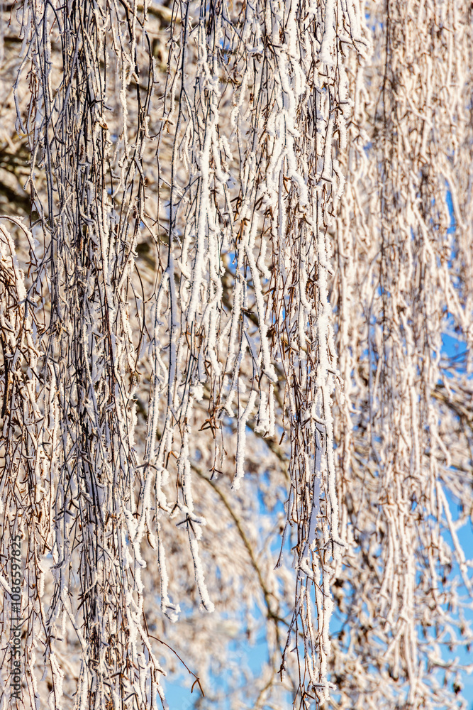Obraz premium Frosty hanging birch tree branches a sunny cold winter day