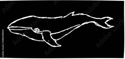 Whale 