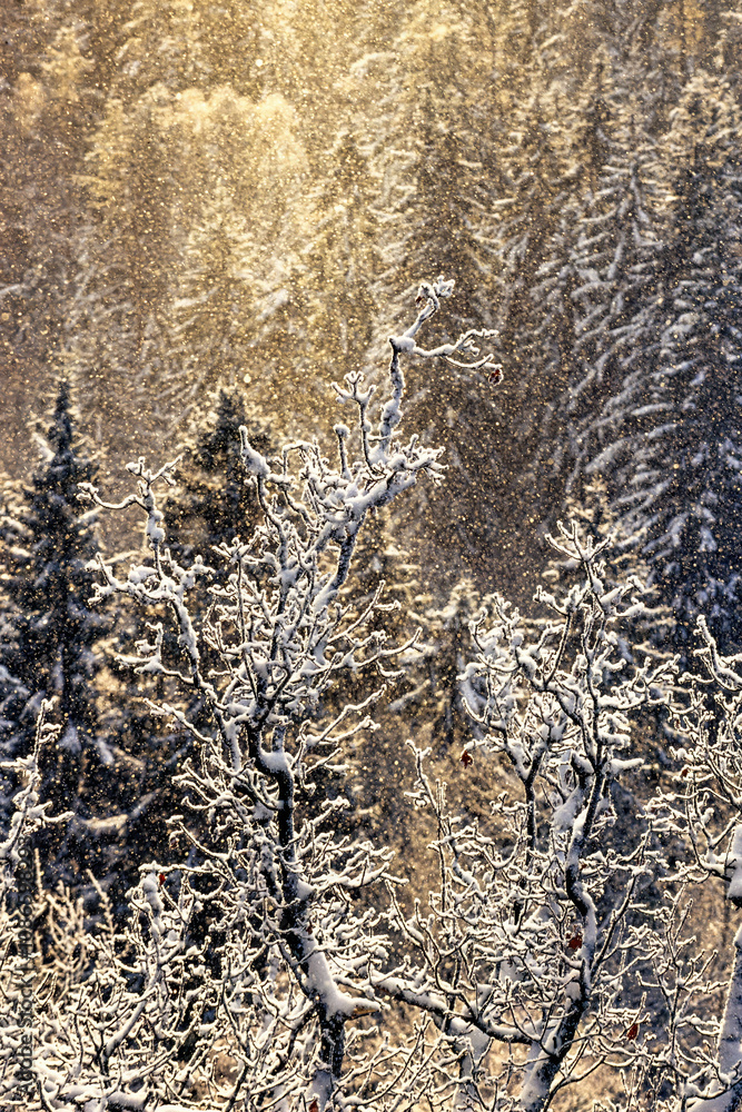 Beautiful snowfall in backlight over a forest on a cold winter day Beautiful snowfall in backlight over a forest on a cold winter day
