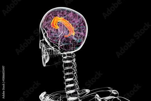 Human brain with highlighted cingulate gyrus, 3D illustration photo