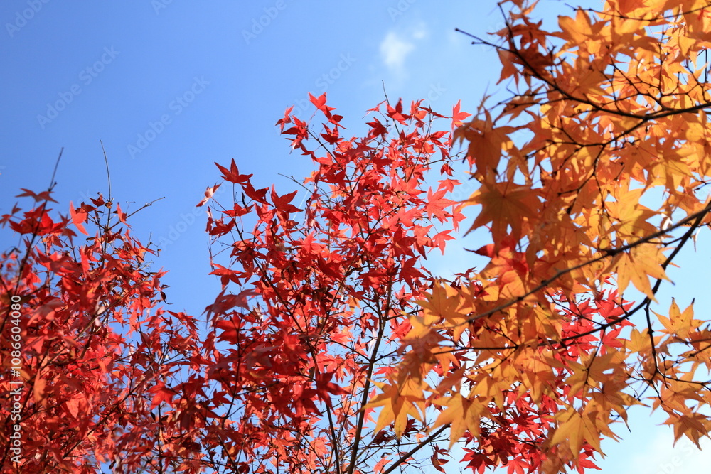Autumn is my favourite season because of the beautiful red and yellow foliage.
Autumn is my favourite season because of the beautiful red and yellow foliage.