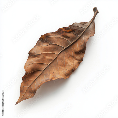 leaf on the ground