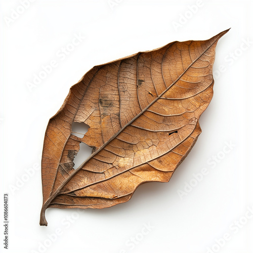 leaf on the ground