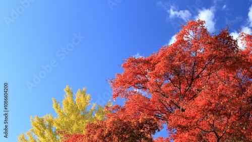 Autumn is my favourite season because of the beautiful red and yellow foliage.

