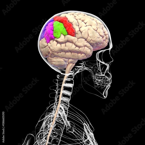 Human brain with highlighted parietal gyri, 3D illustration photo