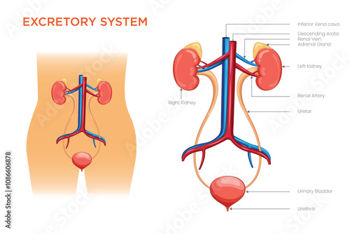 Excretory System Waste Removal and Balance Maintenance in the Body