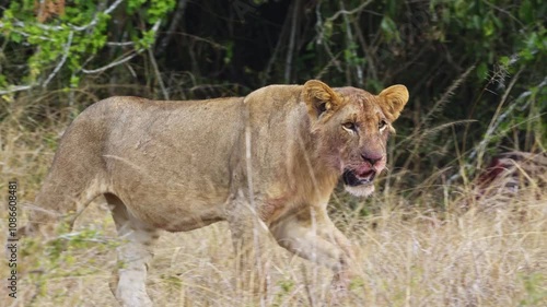 A lioness moves gracefully in tall grass, Akagera National Park Rwanda