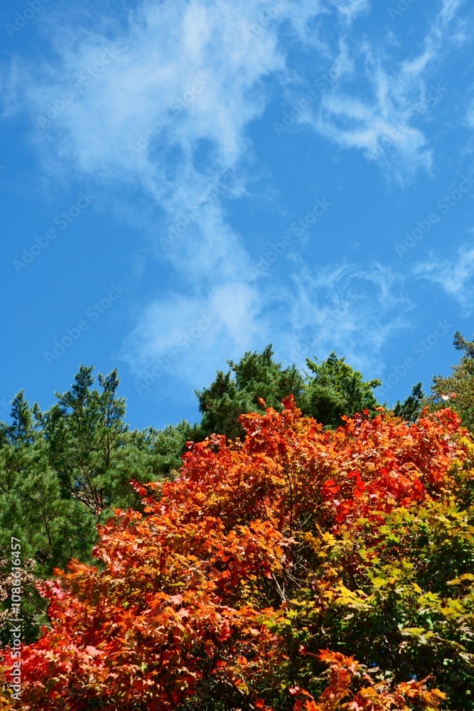 Naklejka premium Autumn is my favourite season because of the beautiful red and yellow foliage. 