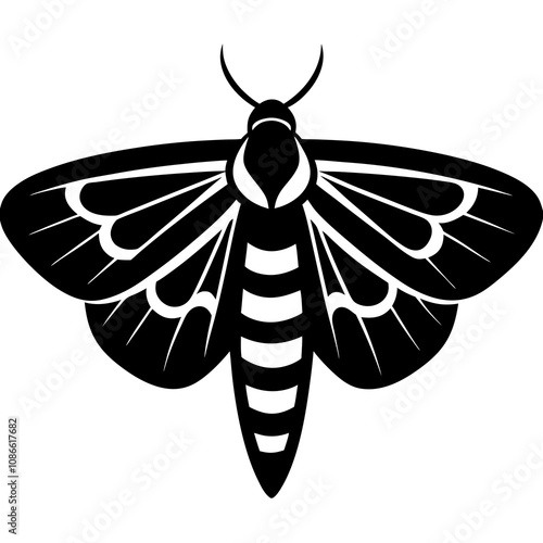 black and white moth