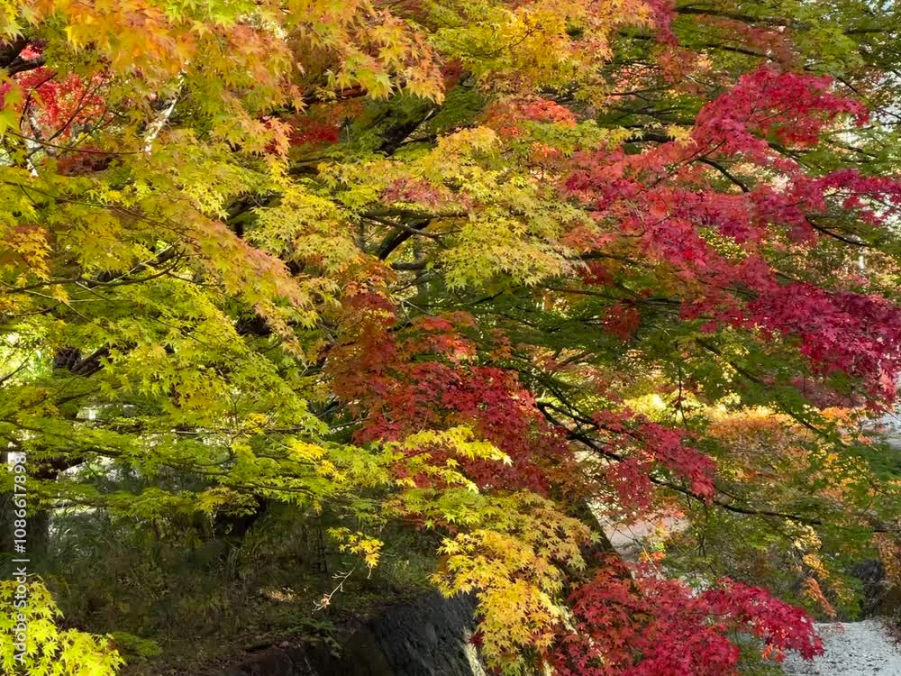 Autumn is my favourite season because of the beautiful red and yellow foliage.
Autumn is my favourite season because of the beautiful red and yellow foliage.