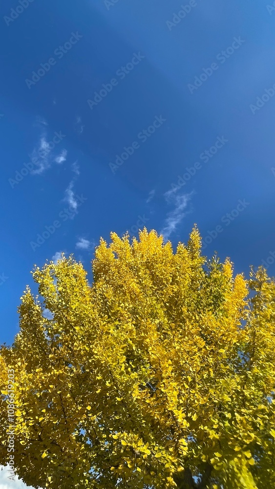 Fototapeta premium The trees leaves on the mountains were starting to change color. 