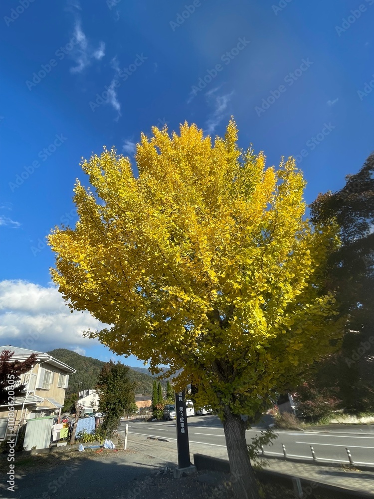 The trees leaves on the mountains were starting to change color.
The trees leaves on the mountains were starting to change color.
