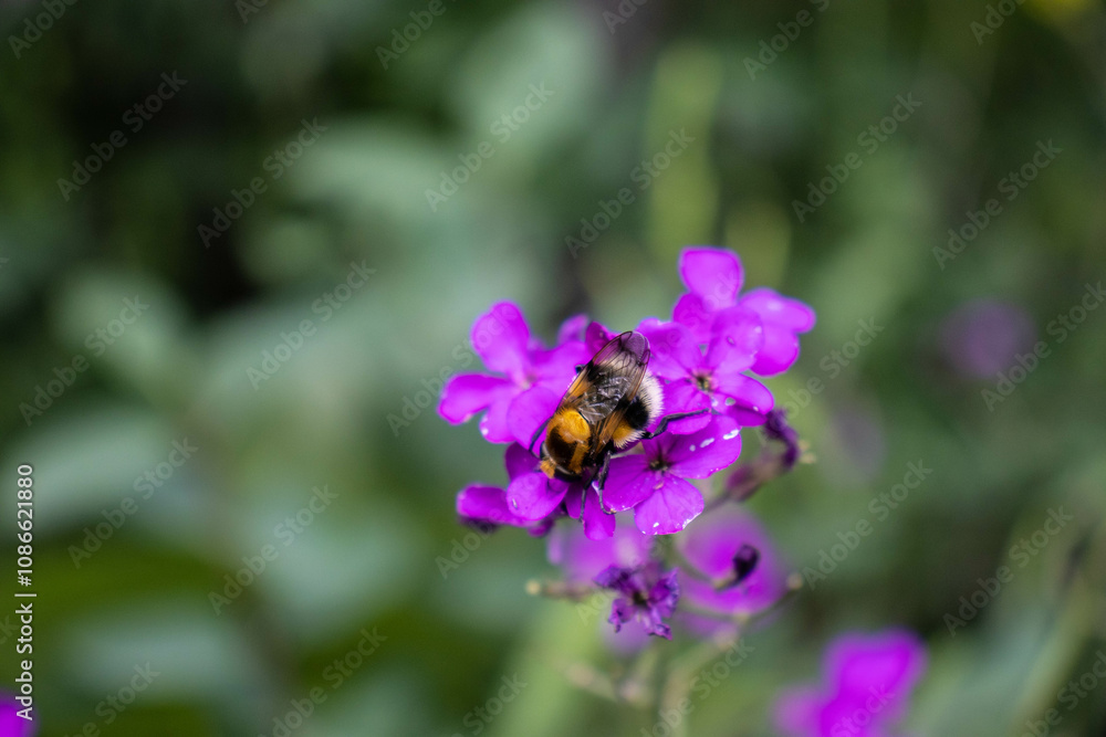 Beetle. Insect. Bumblebee. Beetle. Insect. Bumblebee.