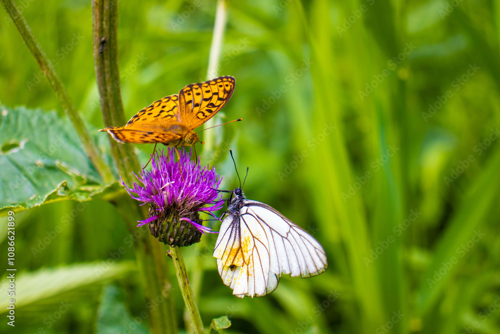 beautiful butterflies beautiful butterflies