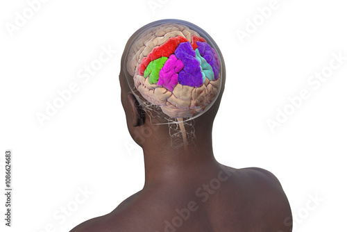 Human brain with highlighted parietal gyri, 3D illustration photo