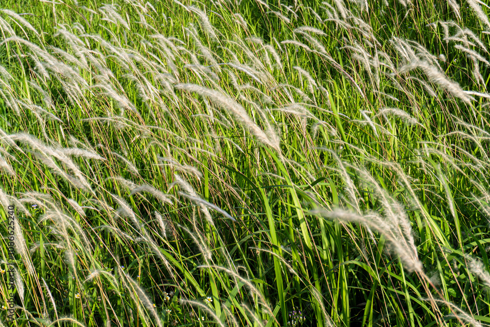 A close up of a bunch of white pampas grass with green leaves blowing in the wind. A close up of a bunch of white pampas grass with green leaves blowing in the wind.