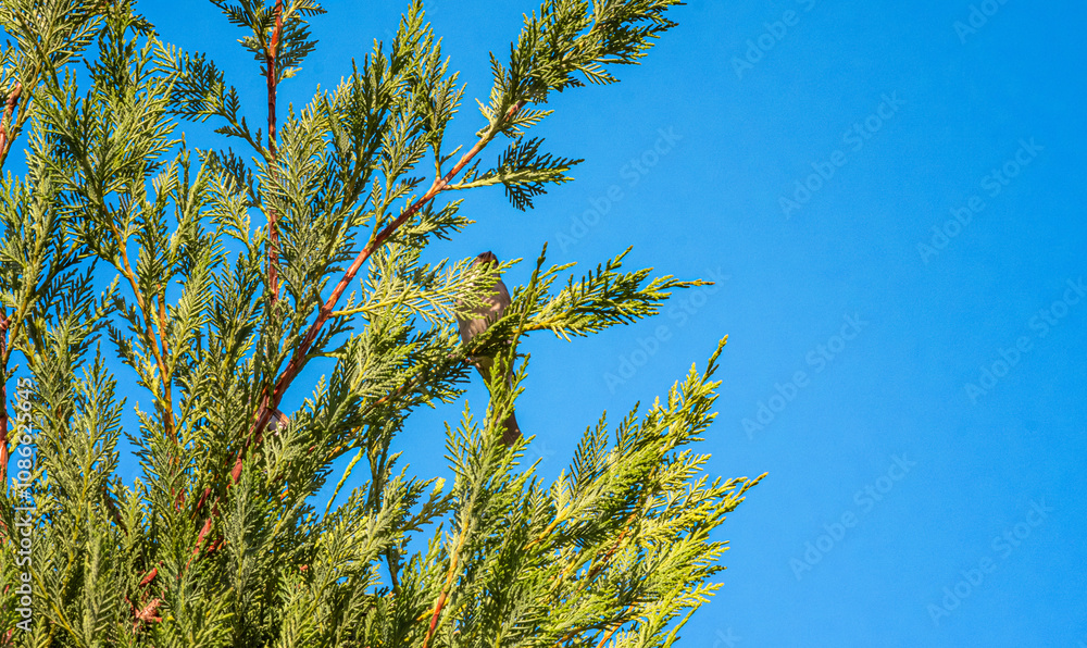 The sparrow in the tree. A bird in the leaves of a pine tree warmed by the sun. Looking up at the blue sky. The sparrow in the tree. A bird in the leaves of a pine tree warmed by the sun. Looking up at the blue sky.