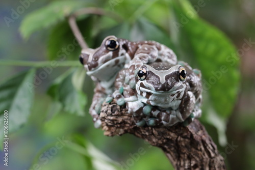 Two Amazon milk frog (Trachycephalus resinifictrix) sitting on branch