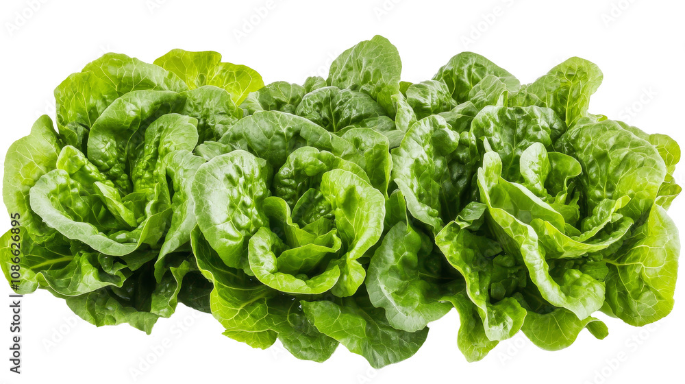 Fresh green lettuce heads isolated on white background Fresh green lettuce heads isolated on white background