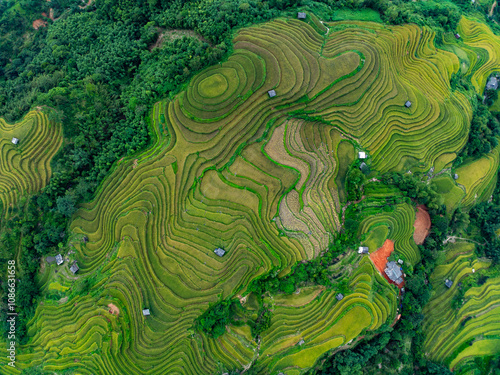 Drone aerial view of rice terrace field in harvest season,Green agricultural fields in countryside at northern Vietnam