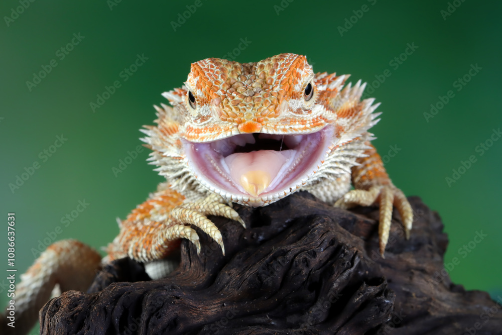 Obraz premium Bearded Dragon Hypo closeup head on isolated background, Bearded Dragon Red Hypo front view on wood, Bearded Dragon Hypo closeup