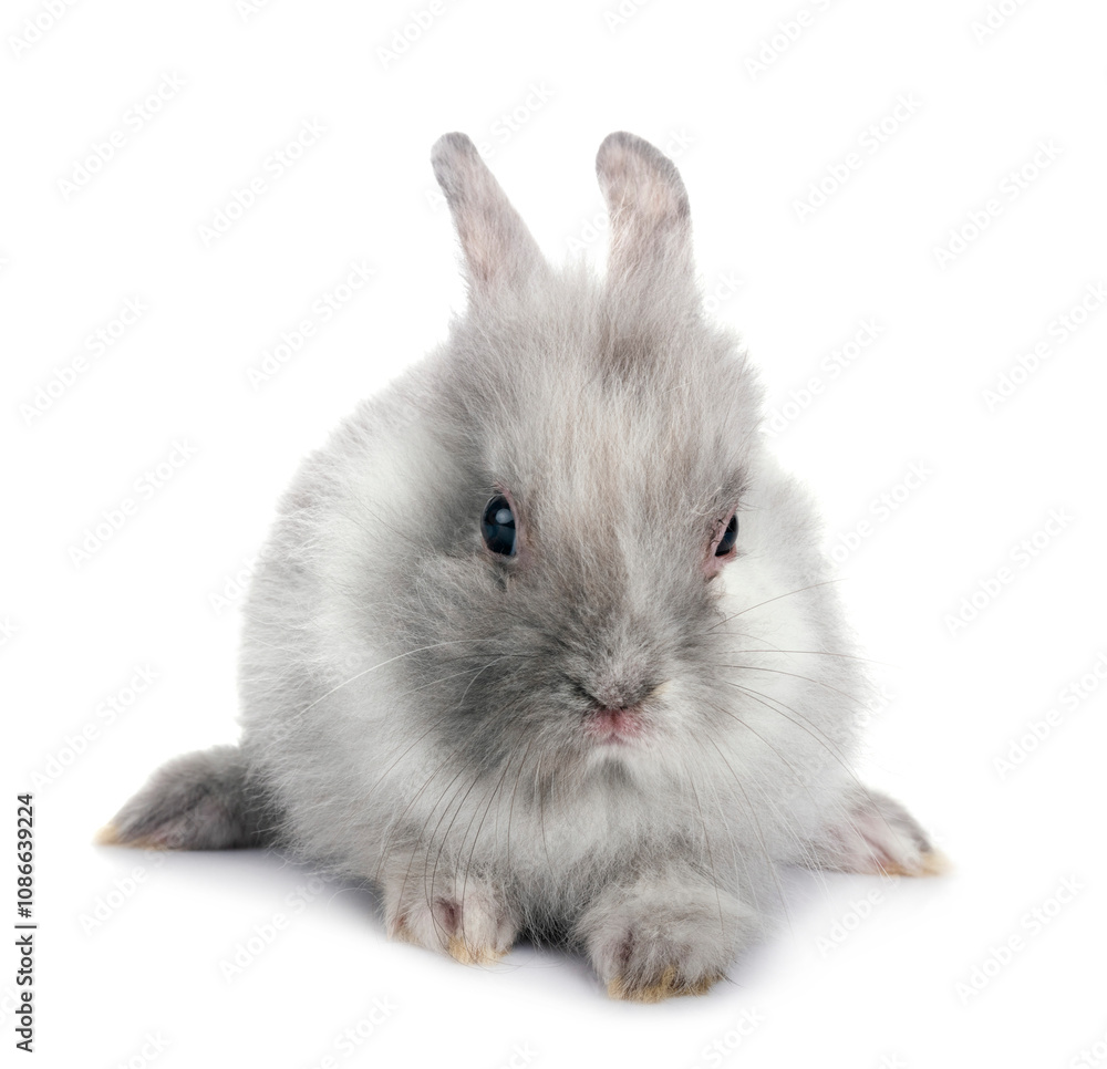 Obraz premium young Lionhead rabbit