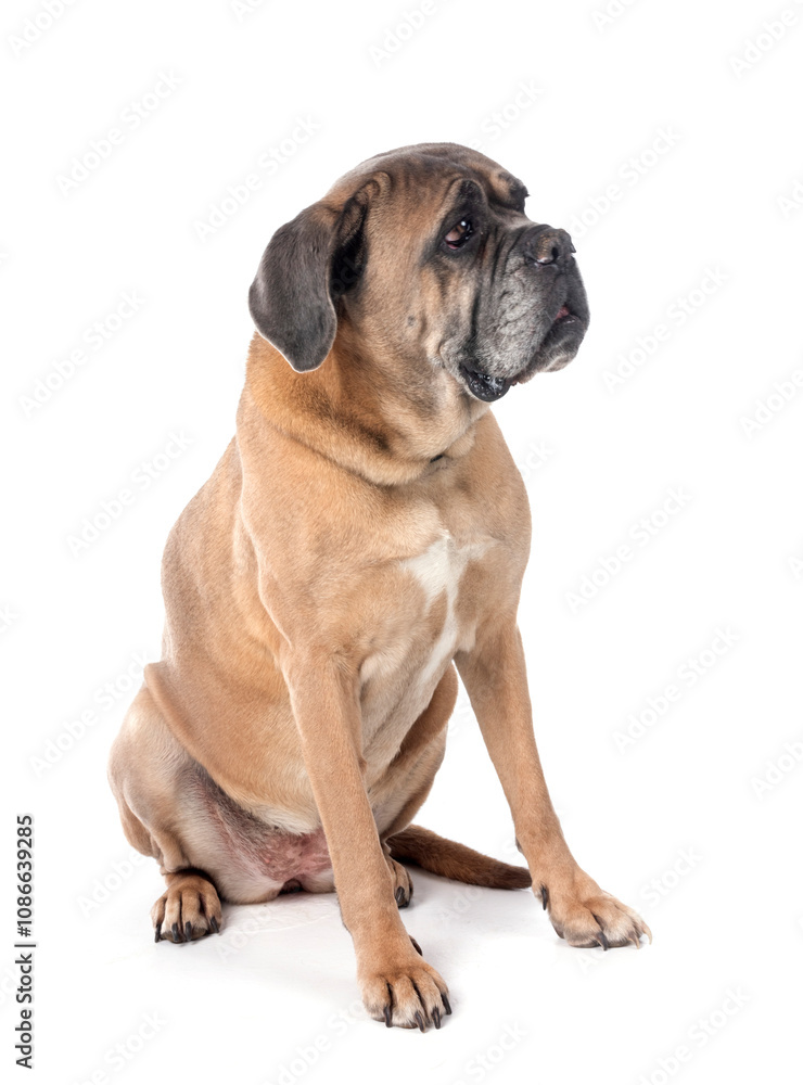 old cane corso old cane corso