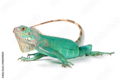 Wallpaper Mural Blue Iguana closeup on isolated backgrond, Blue Iguana "Grand Cayman Blue Iguanas" Torontodigital.ca