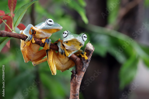 Tree frog on leaf, Gliding frog (Rhacophorus reinwardtii) sitting on branch photo