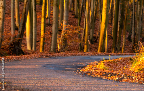 Asphalt road running through autumn beech forest