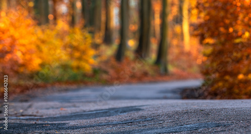 Asphalt road running through autumn beech forest